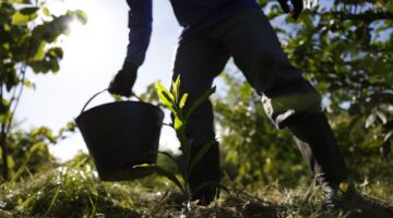 Vista aérea da floresta amazônica, símbolo da biodiversidade que o PNDBio busca proteger e valorizar