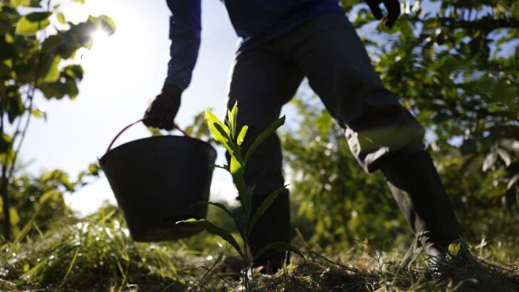 Vista aérea da floresta amazônica, símbolo da biodiversidade que o PNDBio busca proteger e valorizar