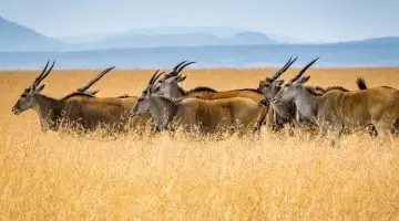 O que é a Ilha de Kharg e por que os EUA atacaram o principal hub de petróleo do Irã