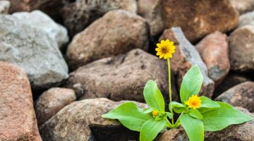 Flores da primavera 2026 com polen causador de alergias e rinite