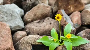Flores da primavera 2026 com polen causador de alergias e rinite